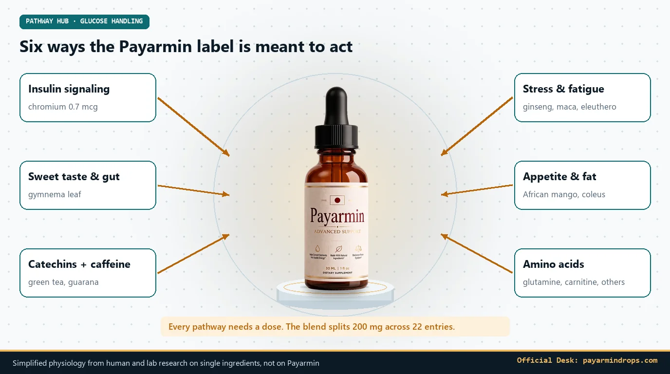 Payarmin bottle at the center of a pathway hub showing six mechanisms: insulin signaling, sweet taste, catechins and caffeine, stress, appetite and amino acids